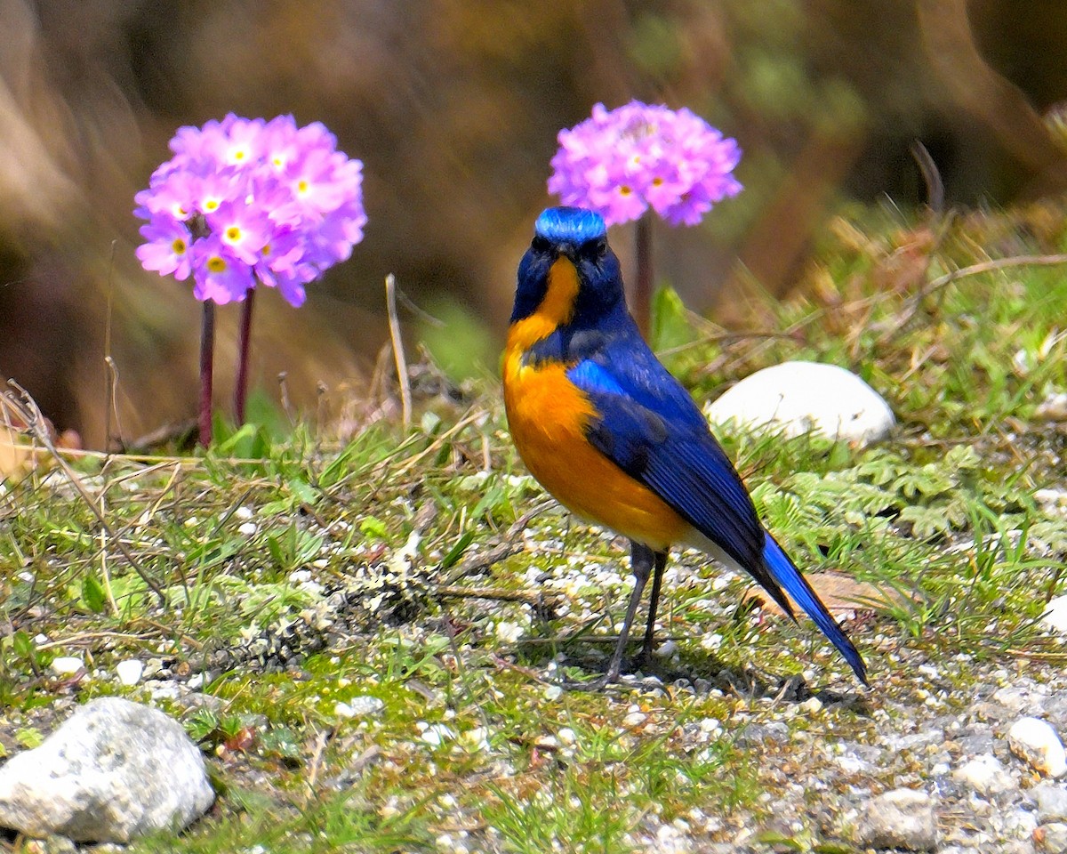 Blue-fronted Redstart - ML619375990