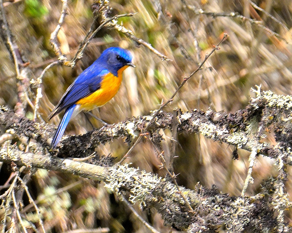 Blue-fronted Redstart - ML619375991