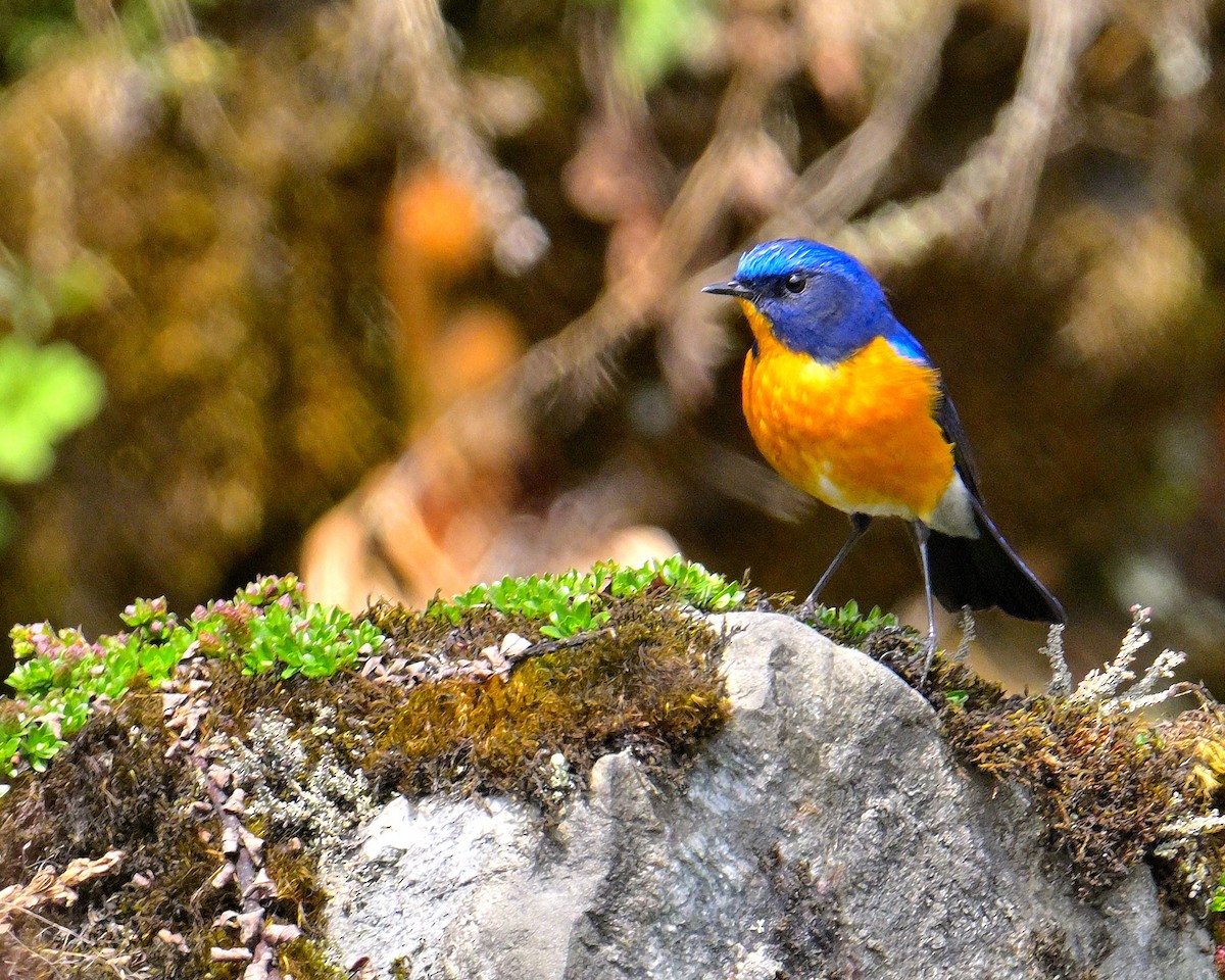 Blue-fronted Redstart - ML619375993