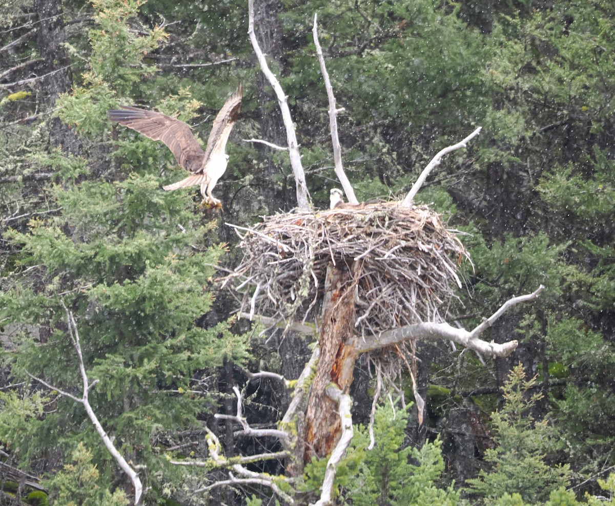 Osprey - Paul Linton