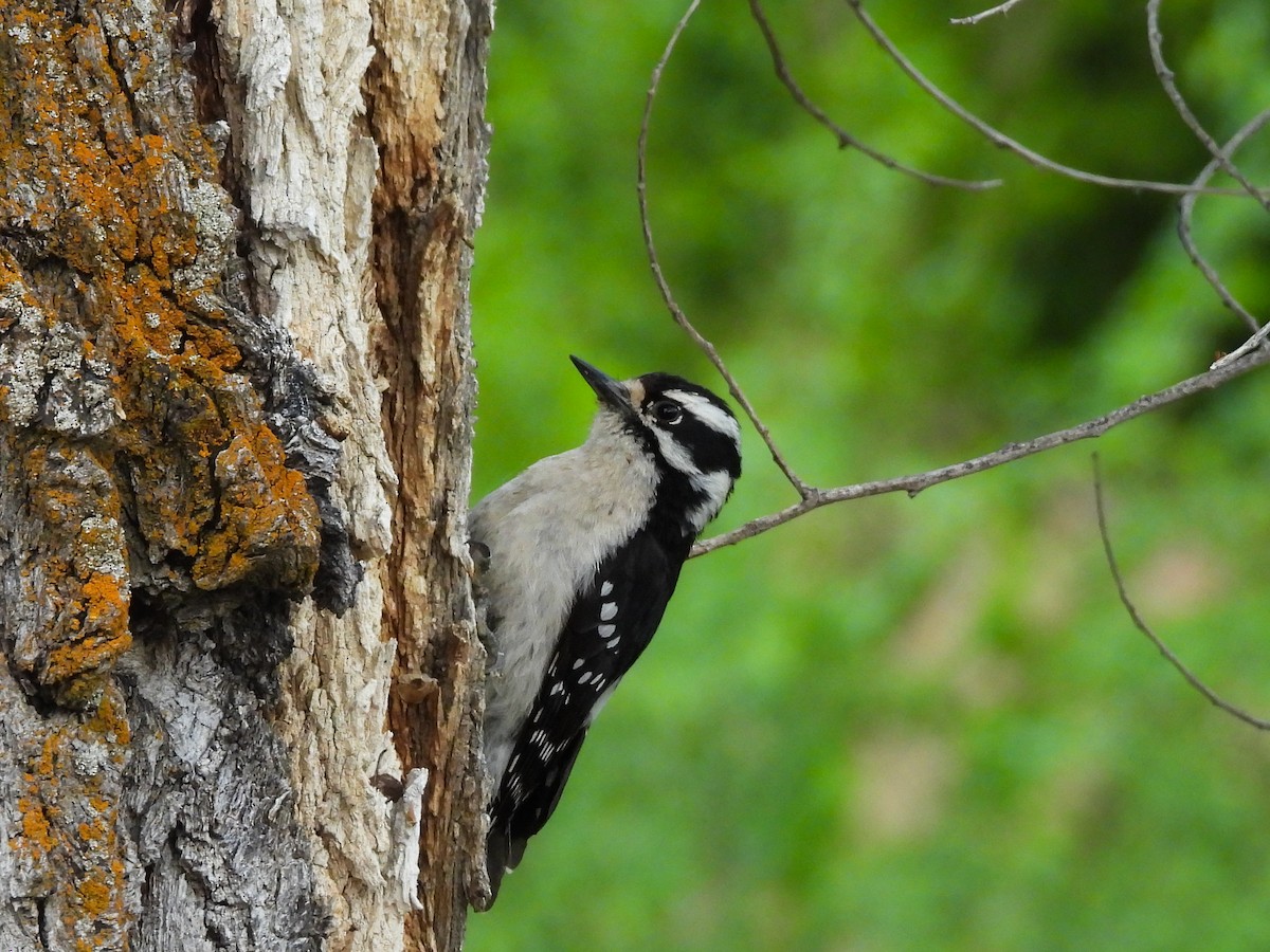 Downy Woodpecker - ML619376008