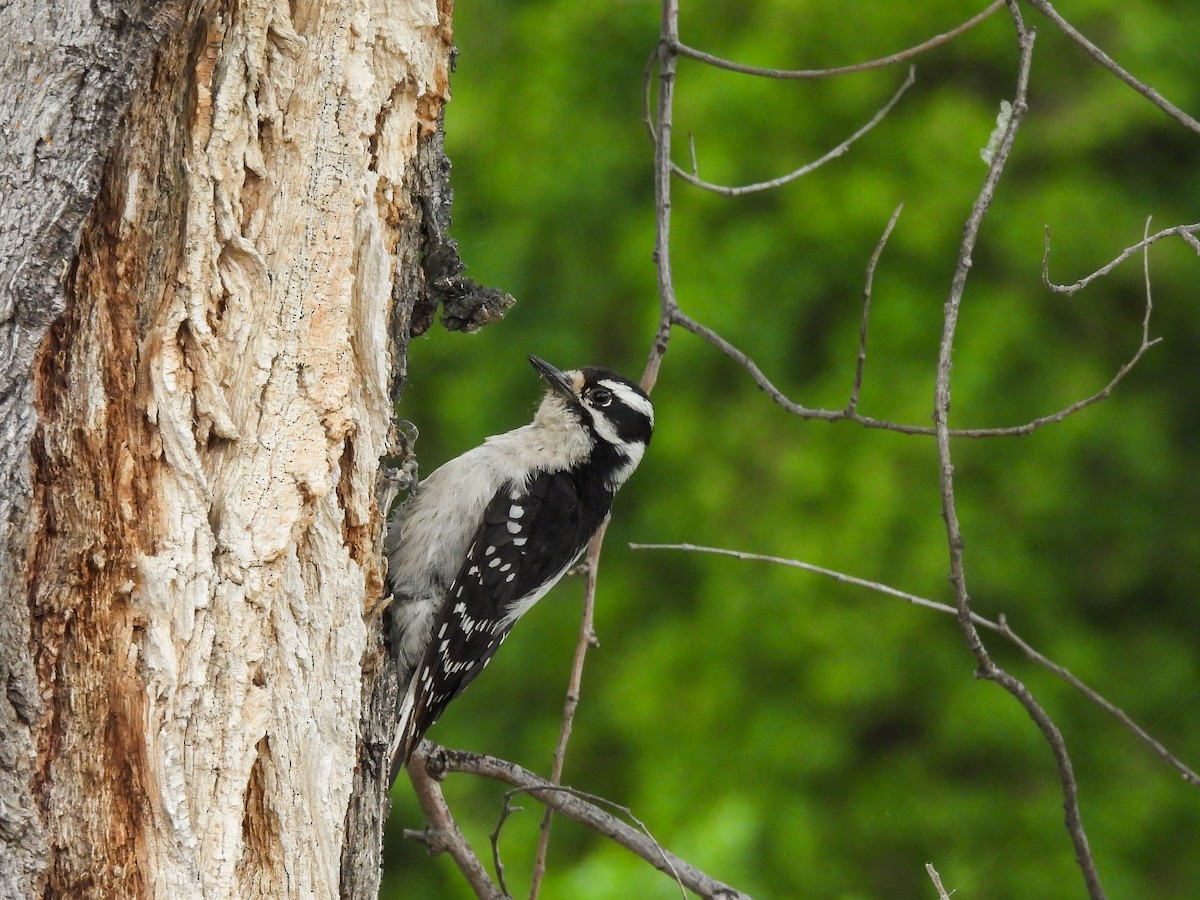 Downy Woodpecker - ML619376009