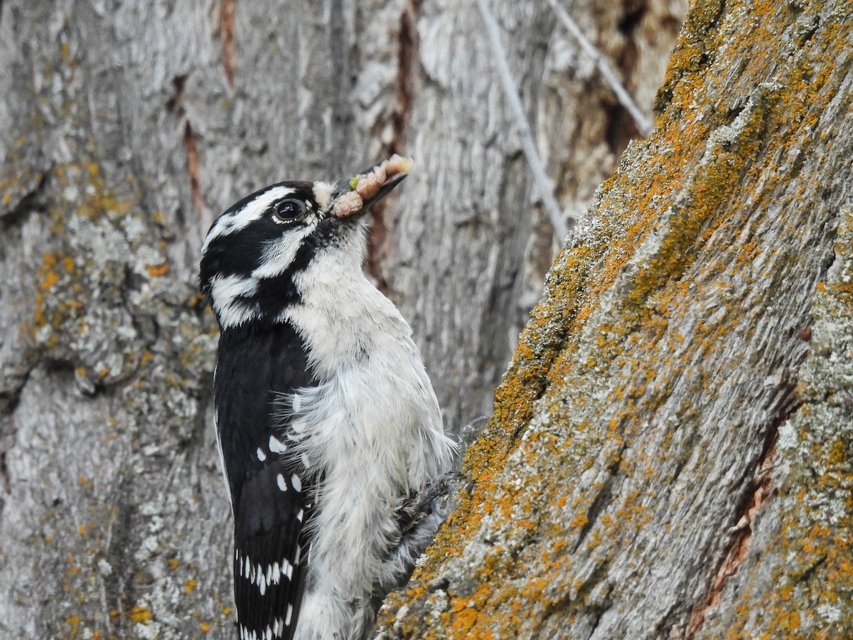 Downy Woodpecker - ML619376011