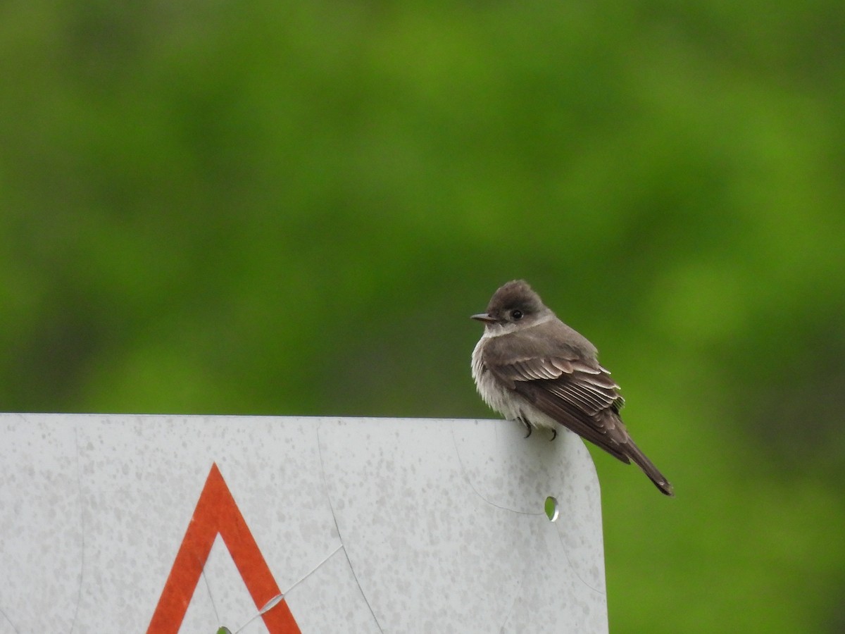 Western Wood-Pewee - Brittany Miller