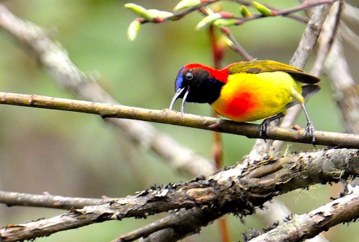 Fire-tailed Sunbird - Rajesh Gopalan