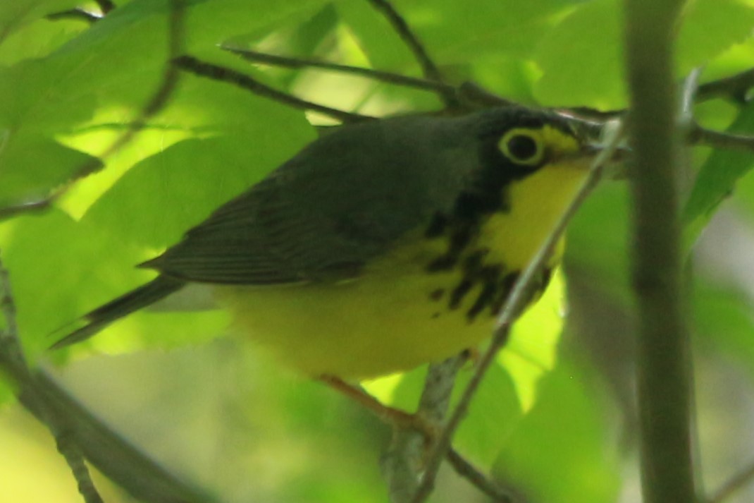 Canada Warbler - Norah Murphy