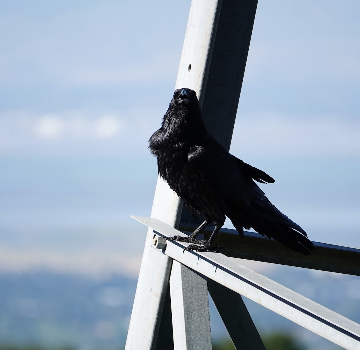 Common Raven - Jaedon Tembrevilla