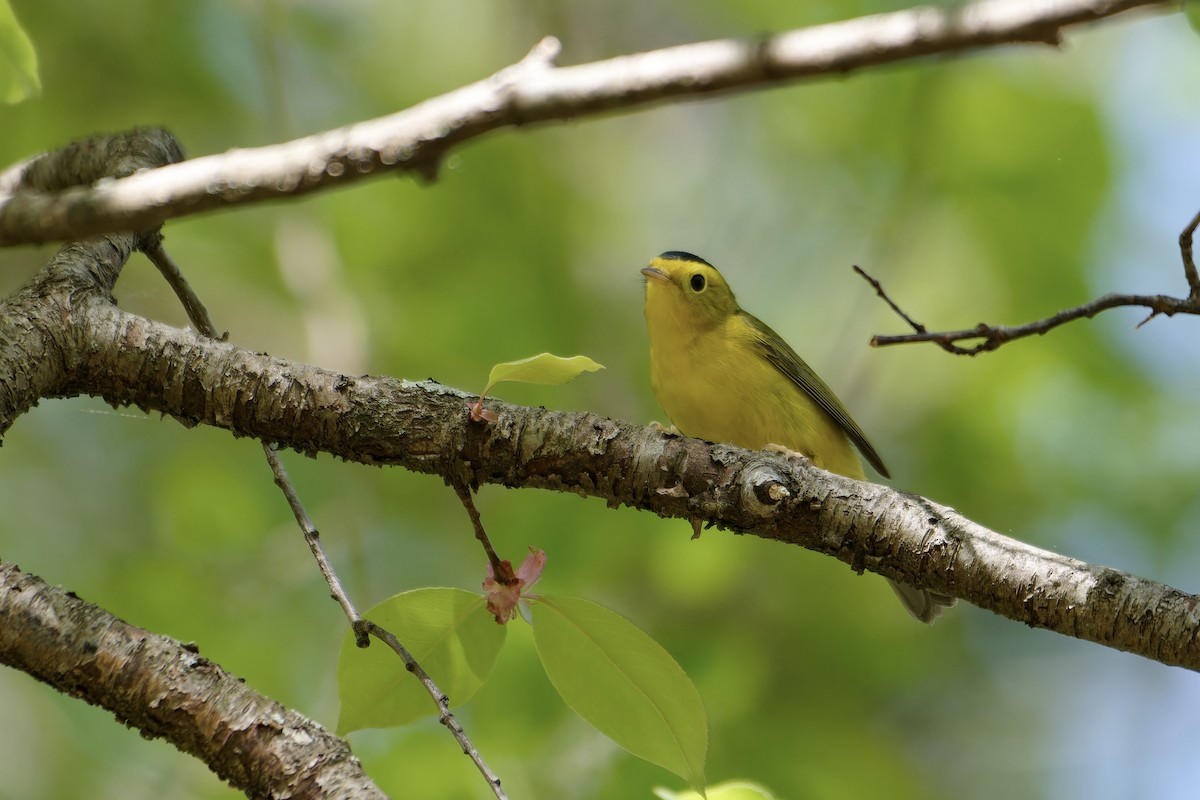 Wilson's Warbler - ML619376039