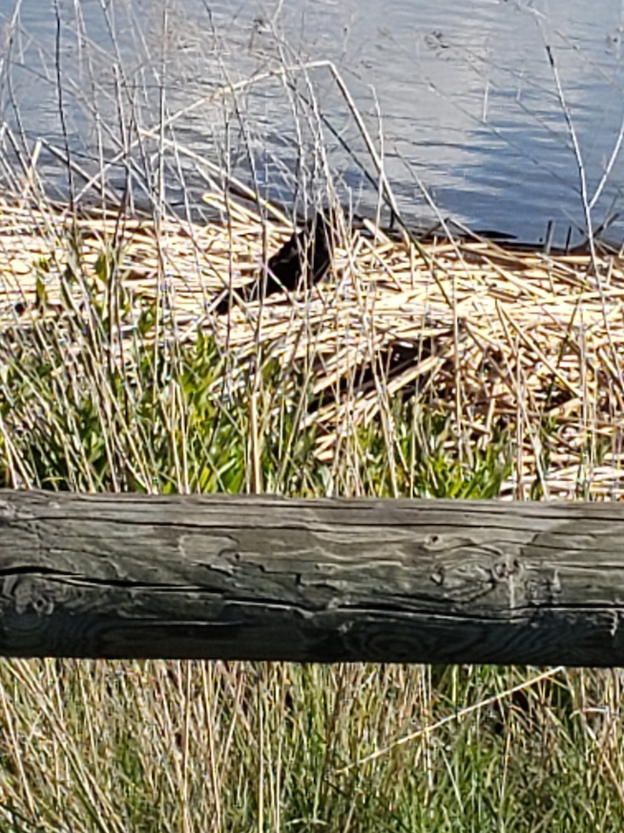 Great-tailed Grackle - Janet Braymen
