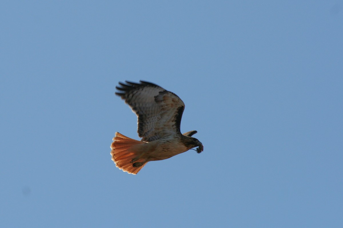 Red-tailed Hawk - ML619376050