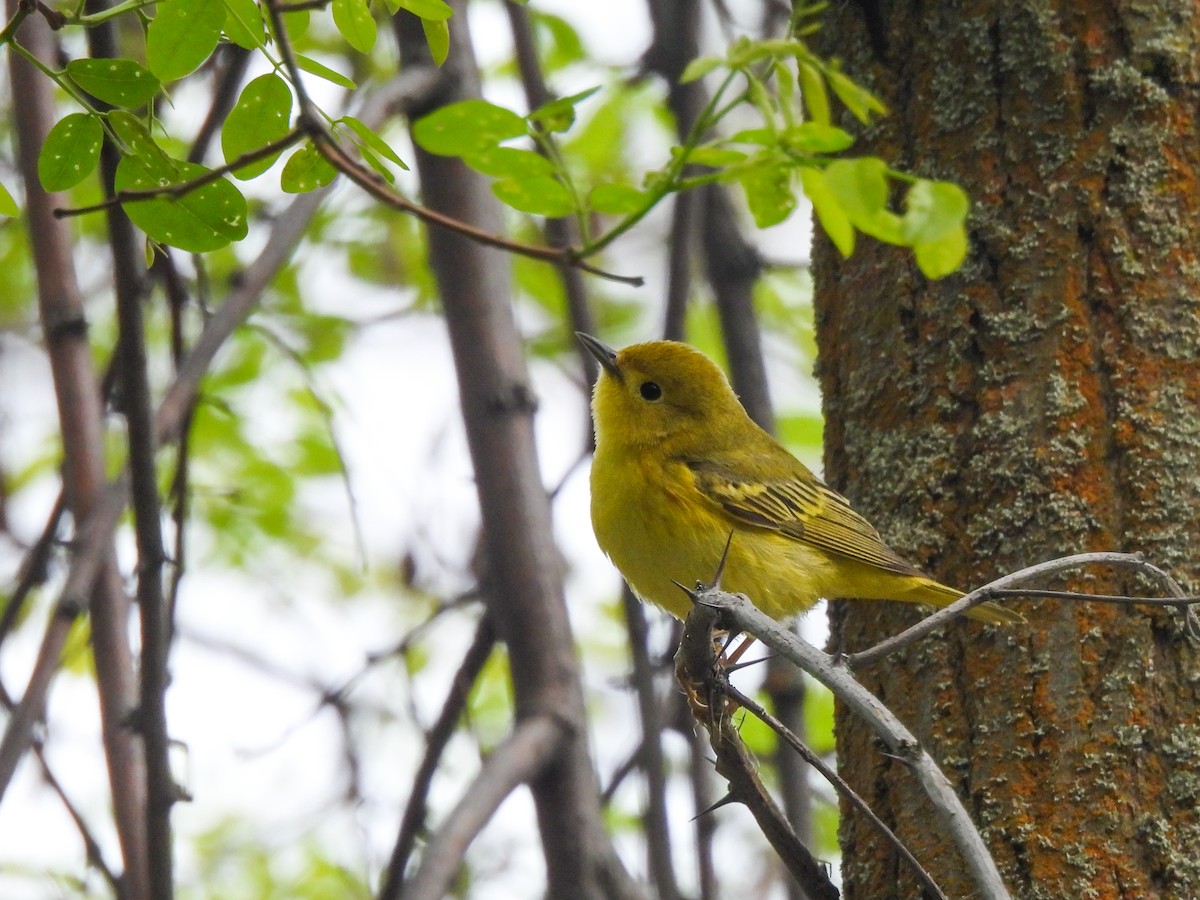 Yellow Warbler - Brittany Miller