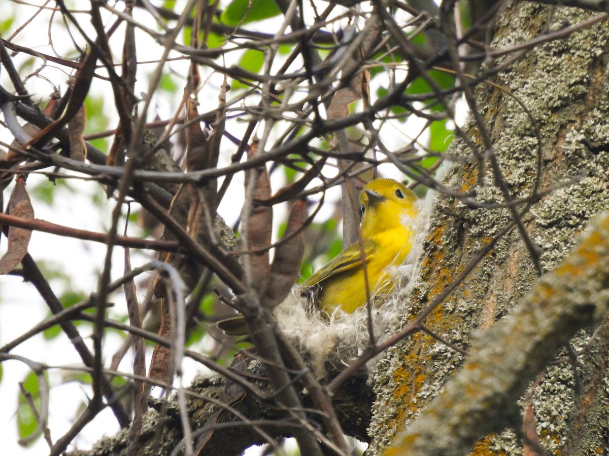 Yellow Warbler - ML619376053