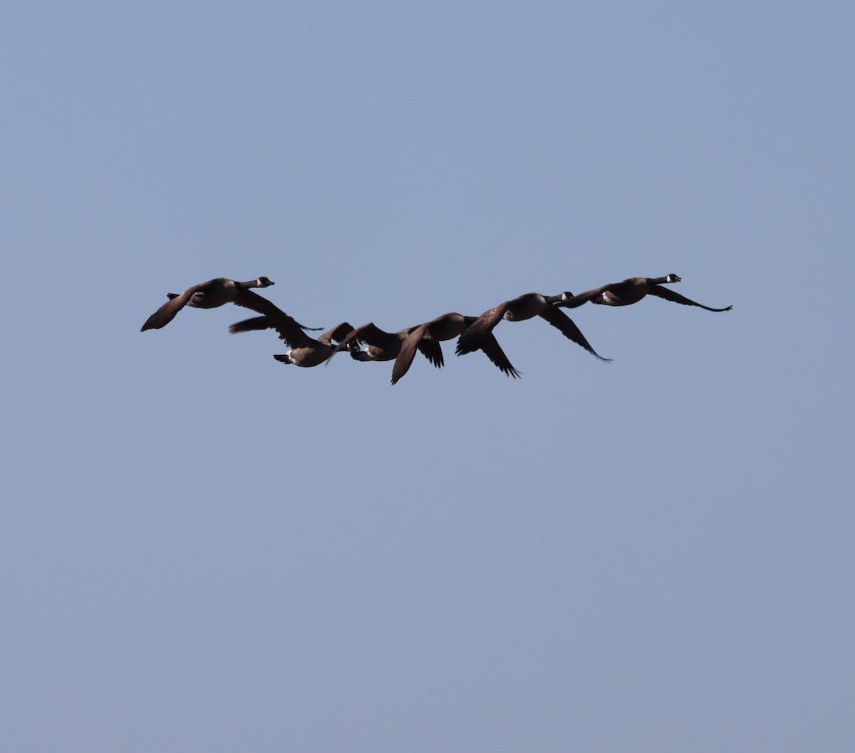 Canada Goose - burton balkind