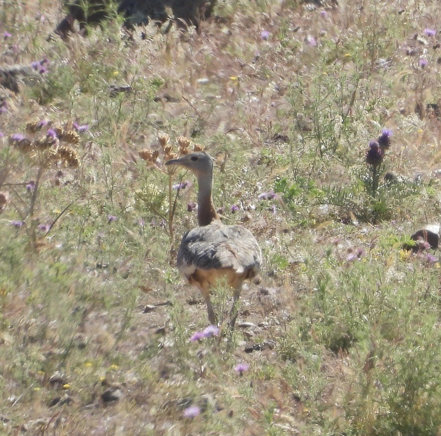 Great Bustard - Beth Bruckheimer