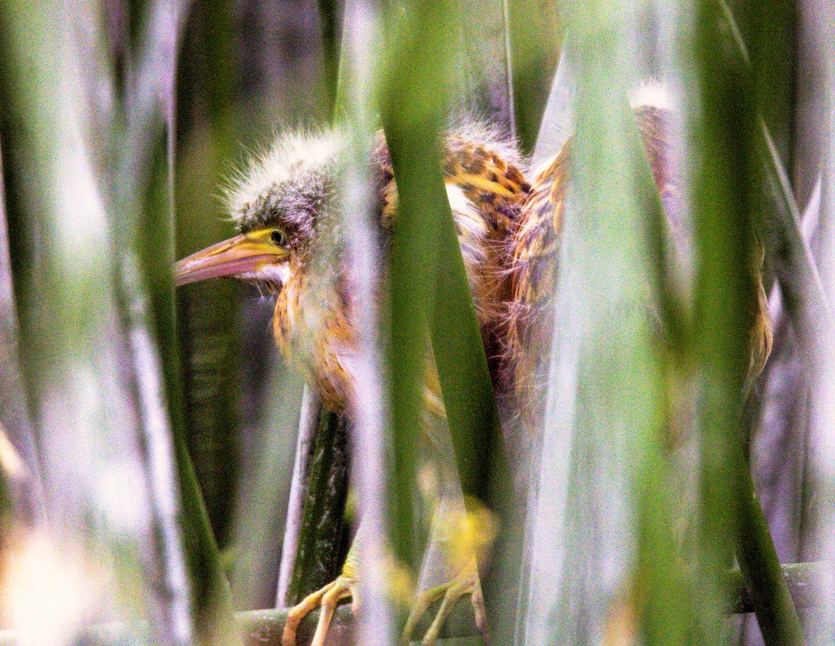 Least Bittern - Don Carney