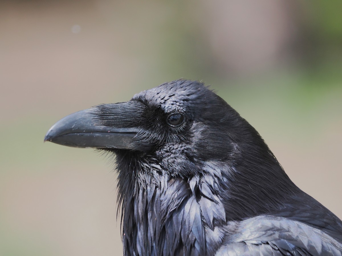 Common Raven - Paul Linton