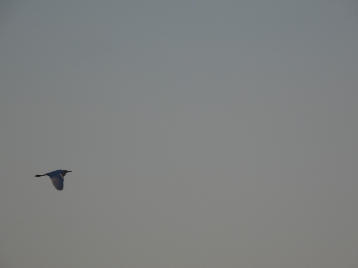 Western Cattle Egret - Mónica  Cobelli