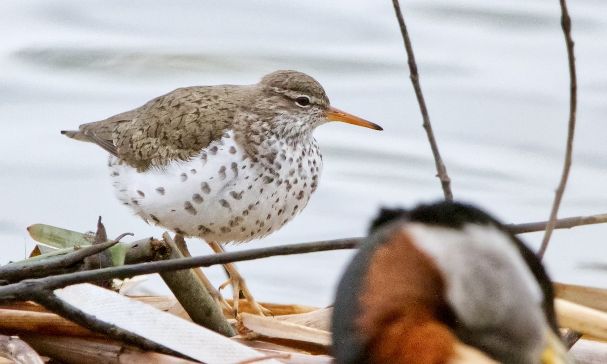 Spotted Sandpiper - Joel Weatherly