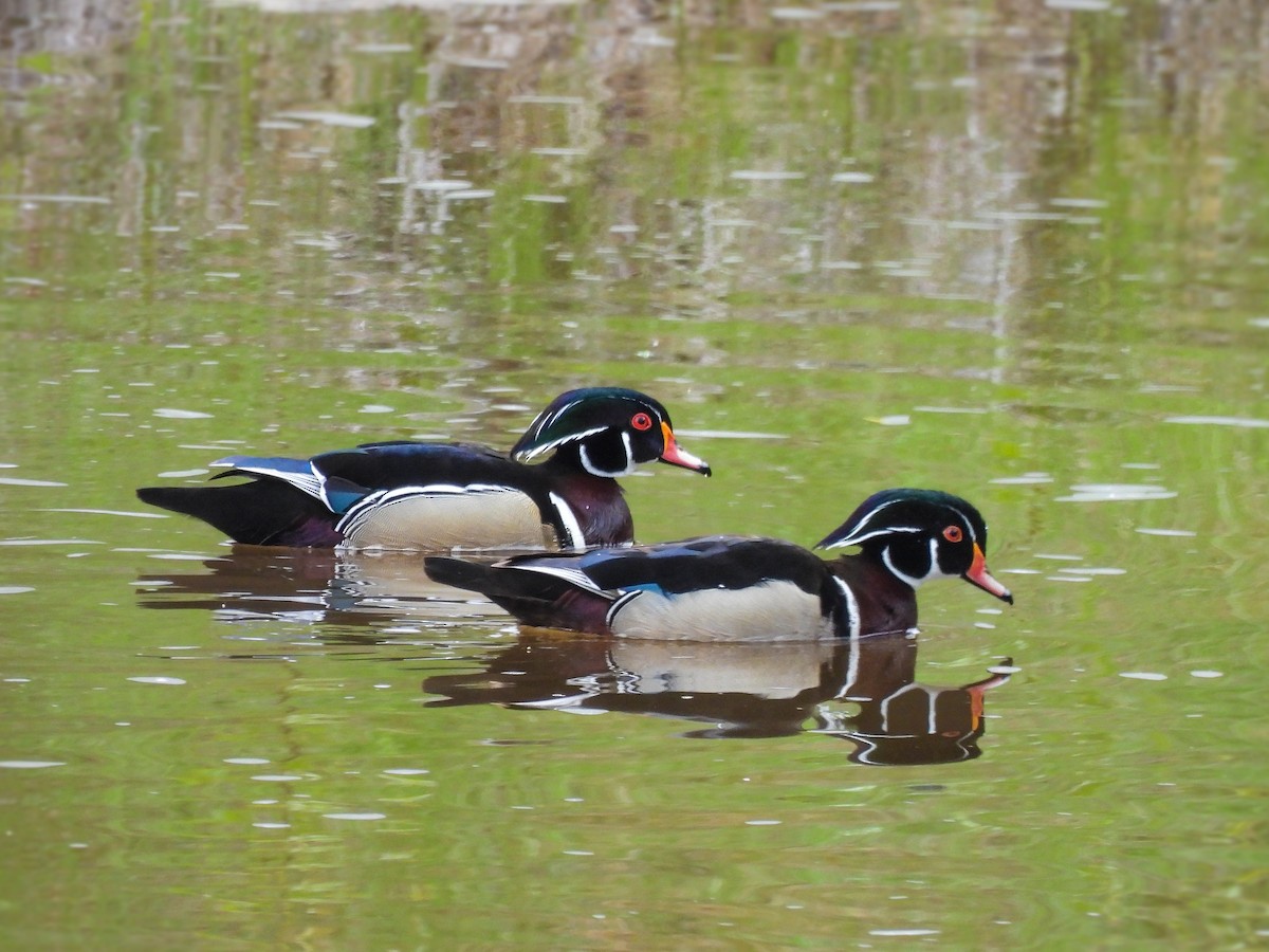 Wood Duck - ML619376118