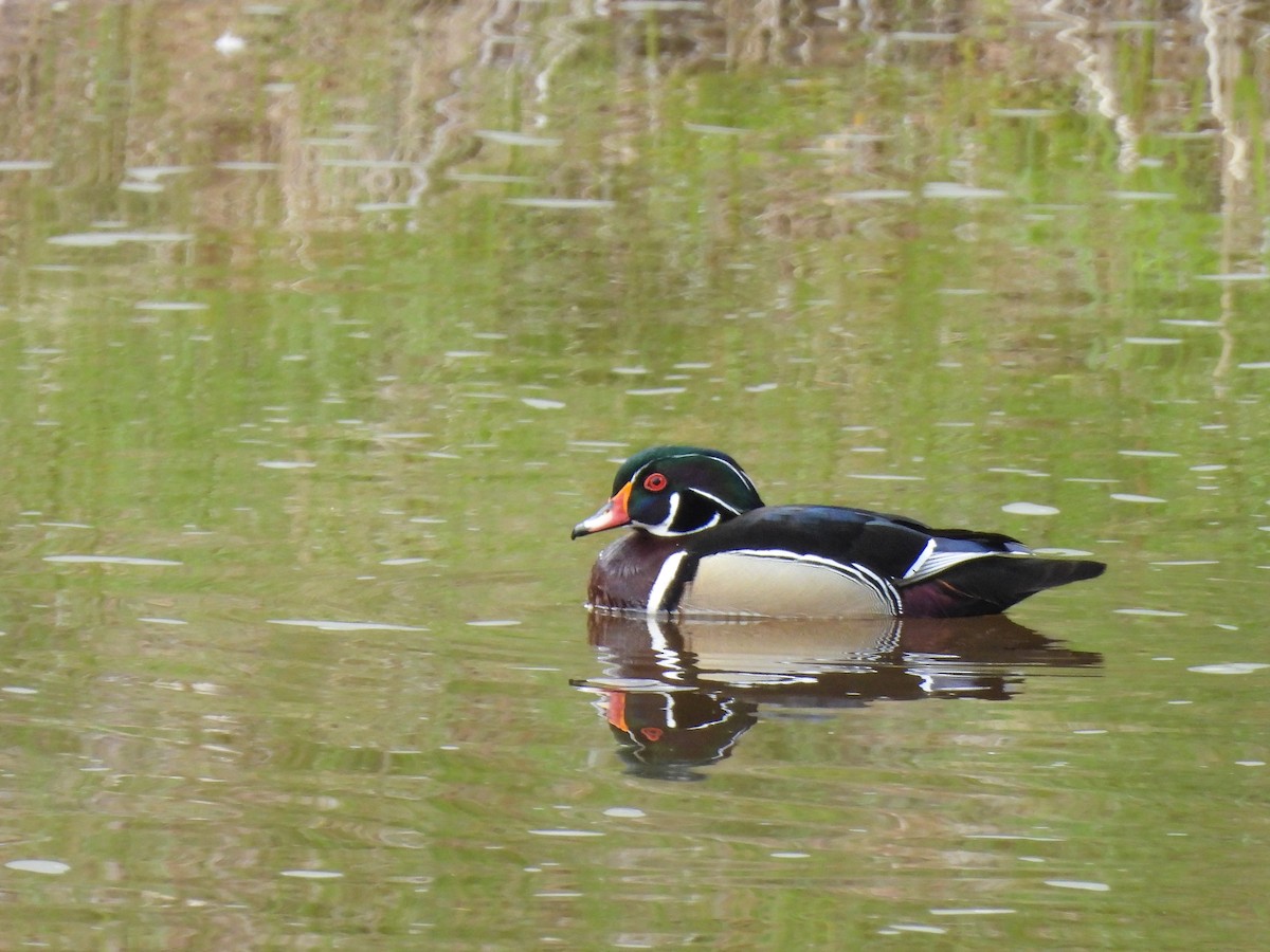 Wood Duck - ML619376119