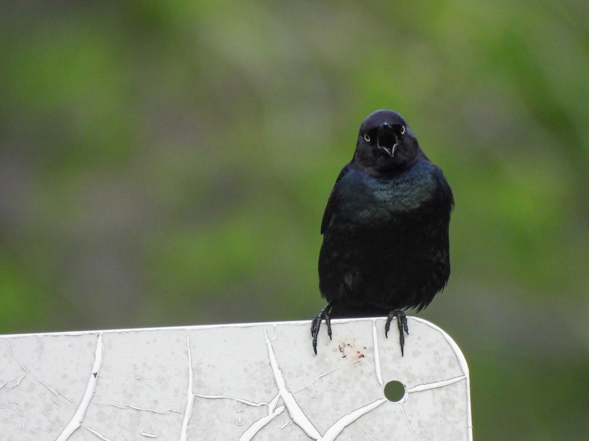 Brewer's Blackbird - ML619376142