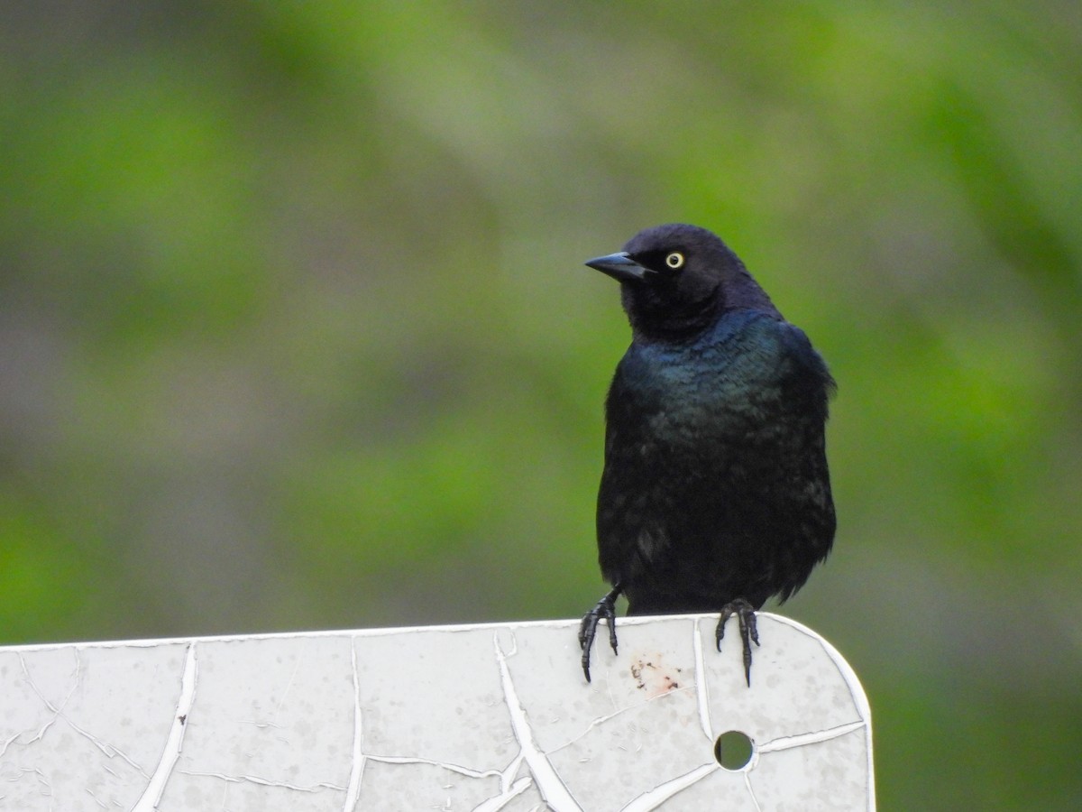 Brewer's Blackbird - ML619376143