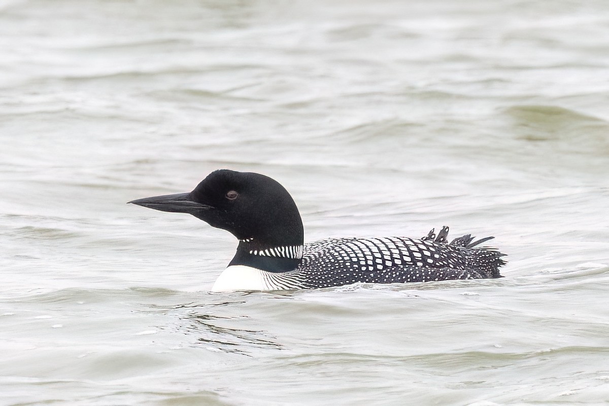 Common Loon - ML619376146