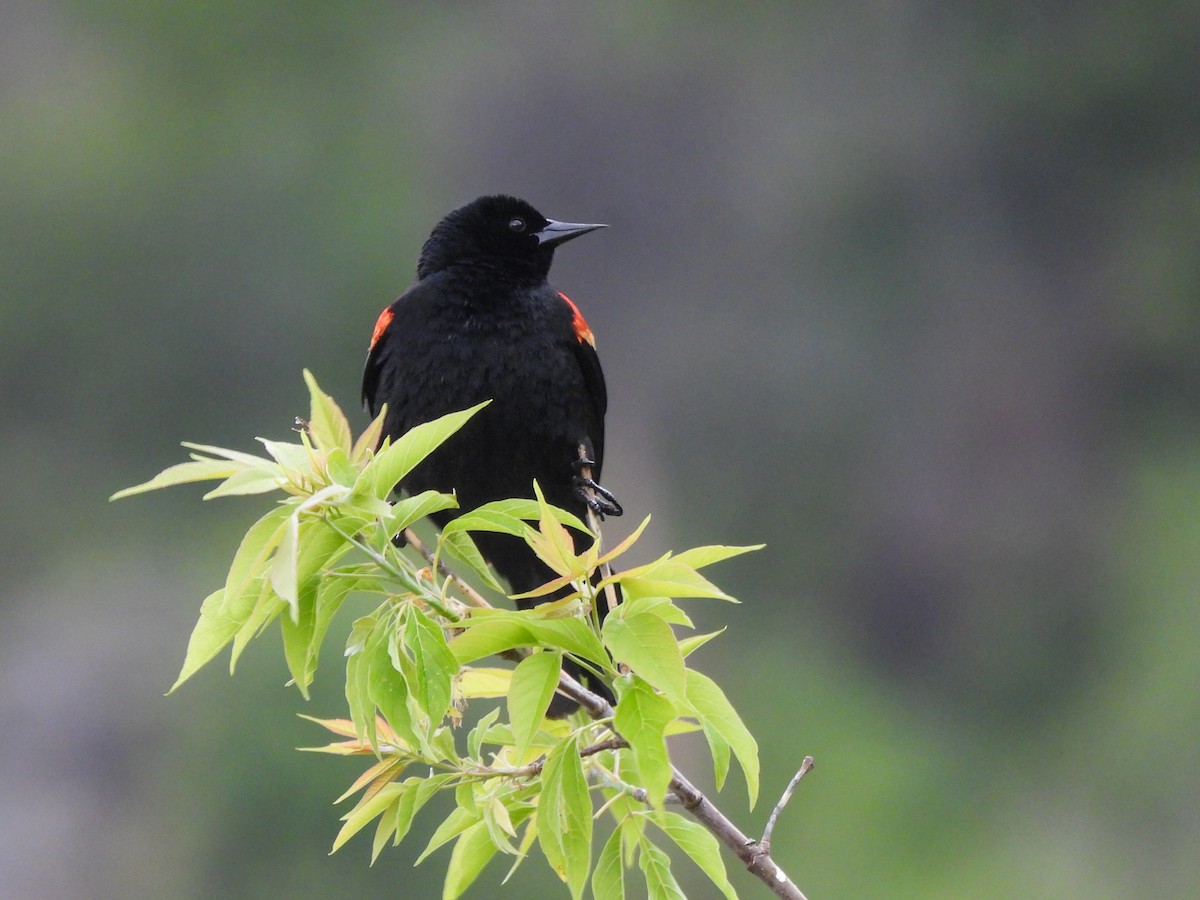 Red-winged Blackbird - ML619376149