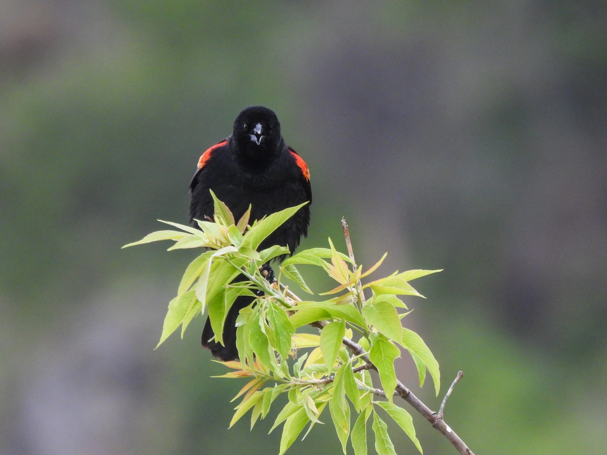 Red-winged Blackbird - ML619376150