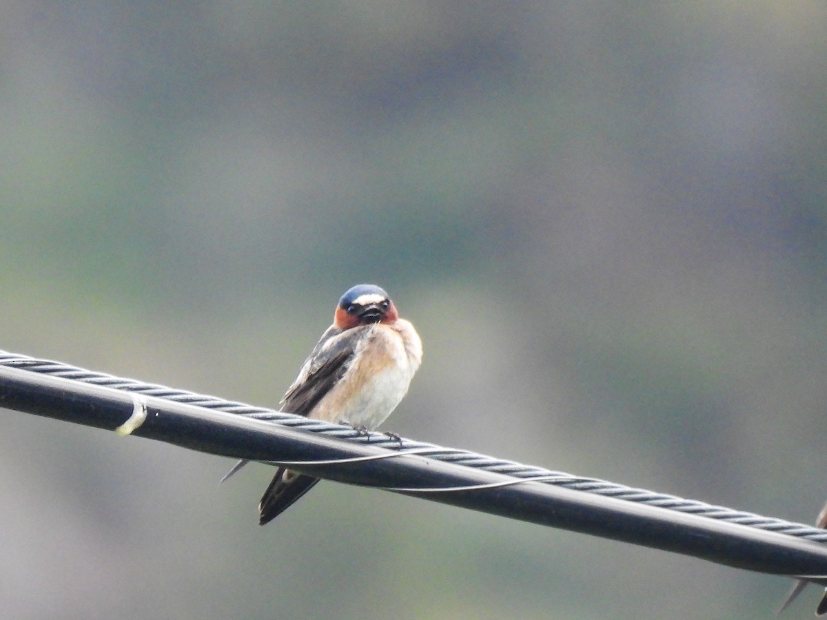 Cliff Swallow - Brittany Miller