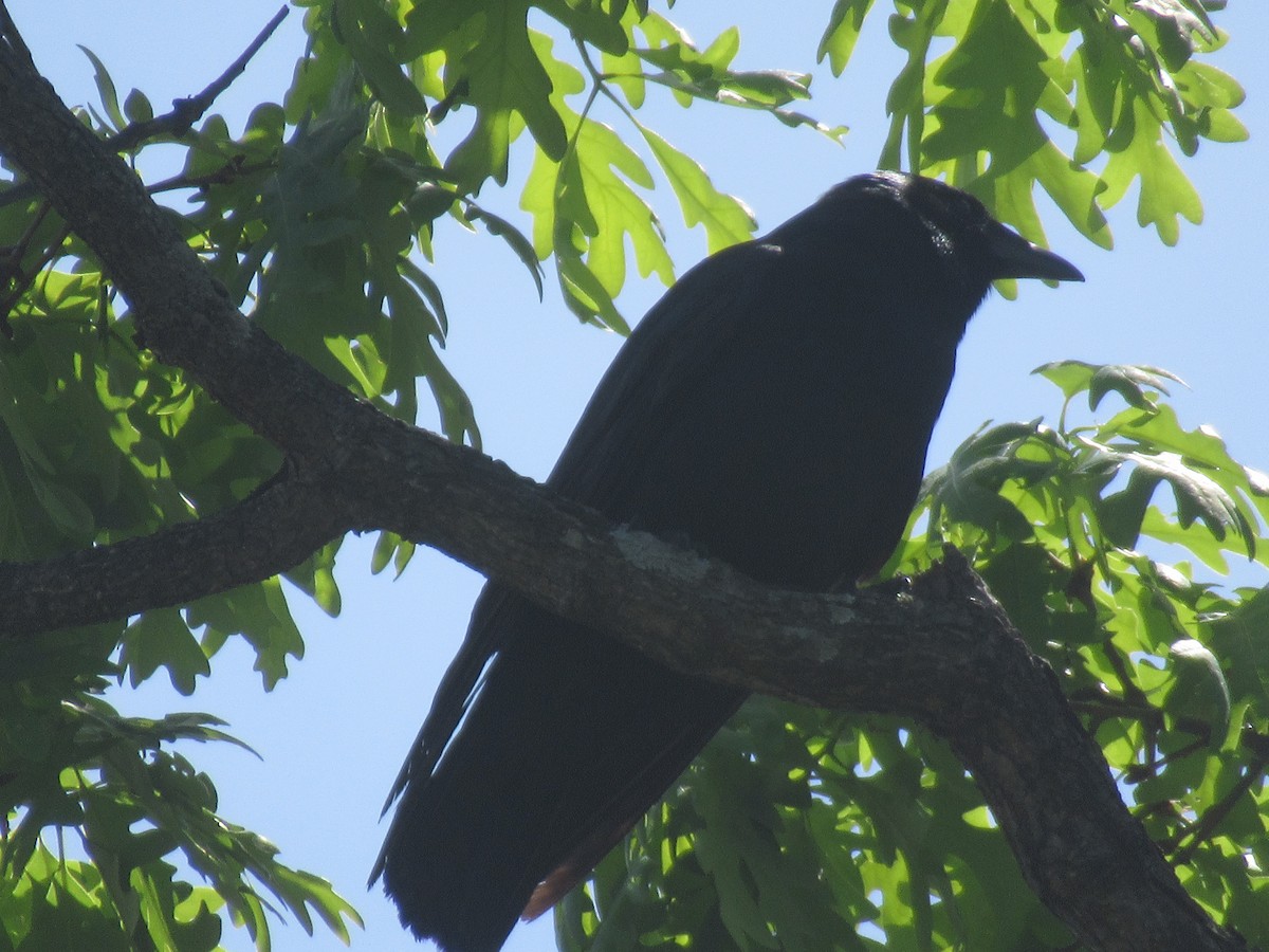 Fish Crow - Barry Capella