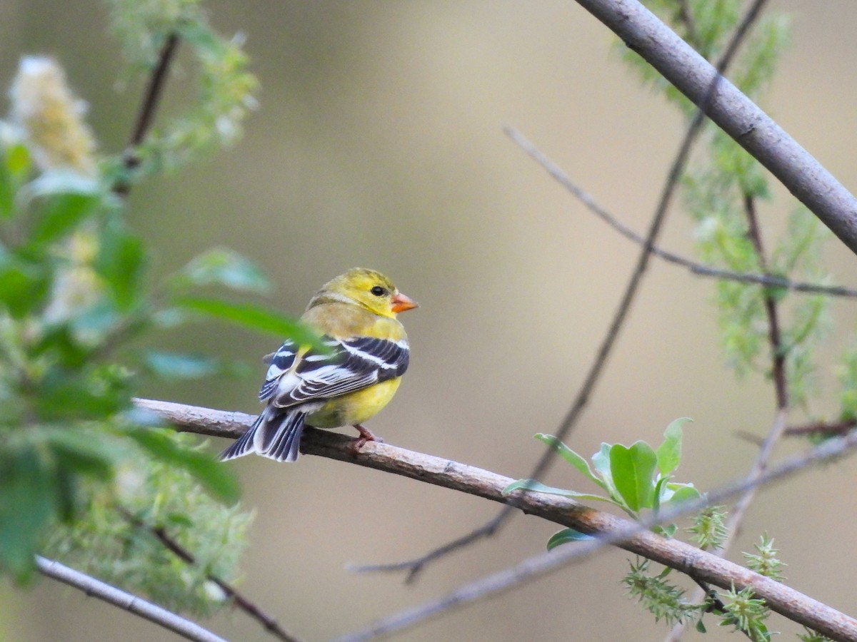 American Goldfinch - ML619376225