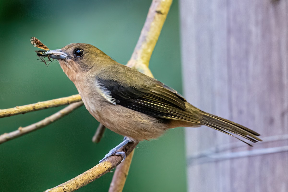 Black-goggled Tanager - Kurt Gaskill