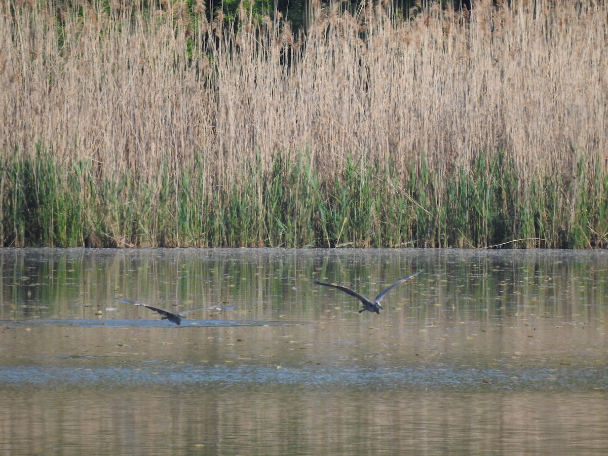 Great Blue Heron - ML619376266