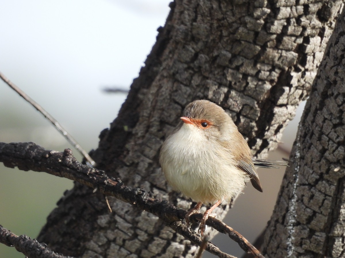 Superb Fairywren - Chanith Wijeratne