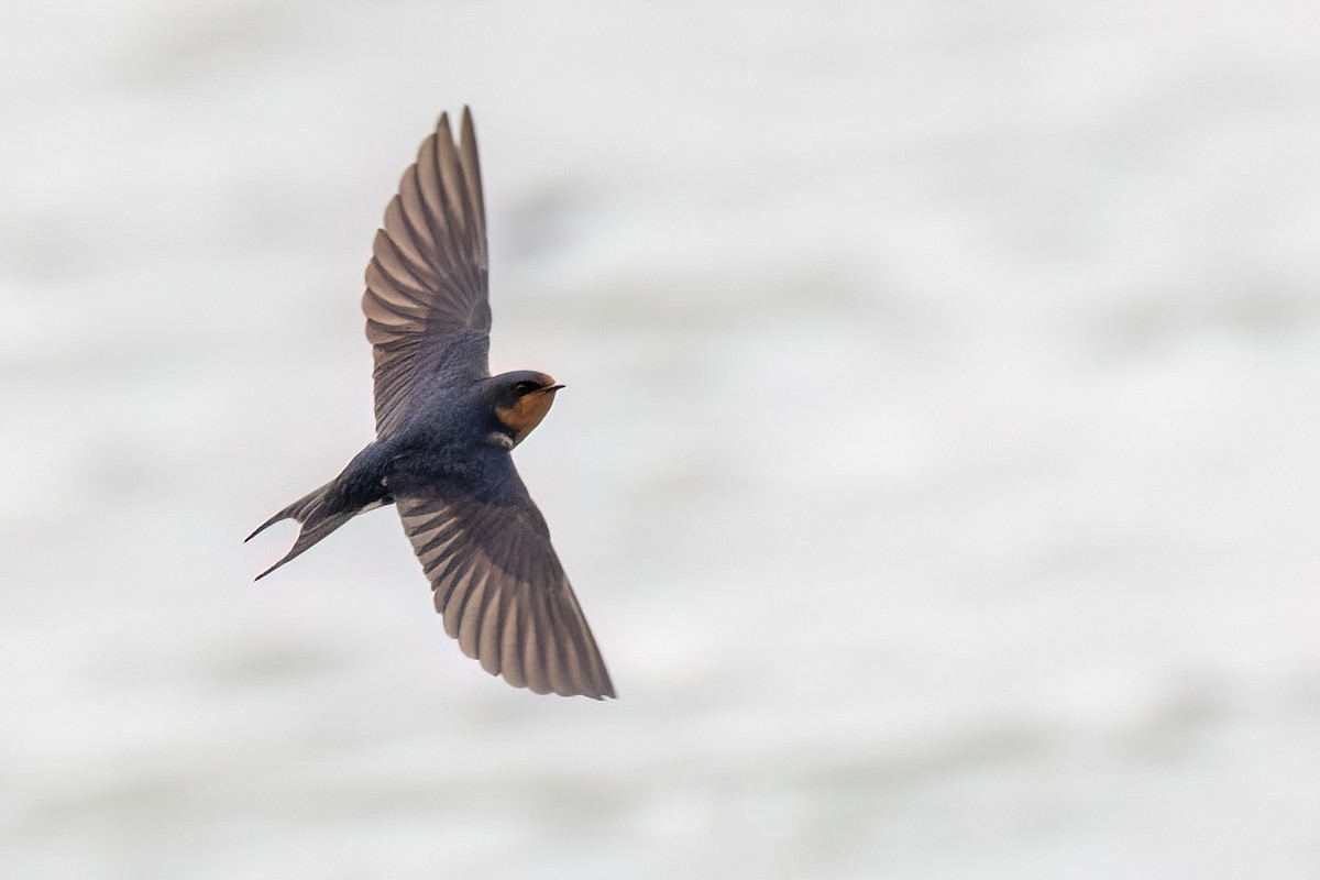 Barn Swallow - ML619376272