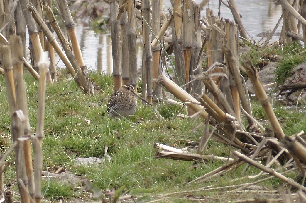 Wilson's Snipe - Steve Mesick