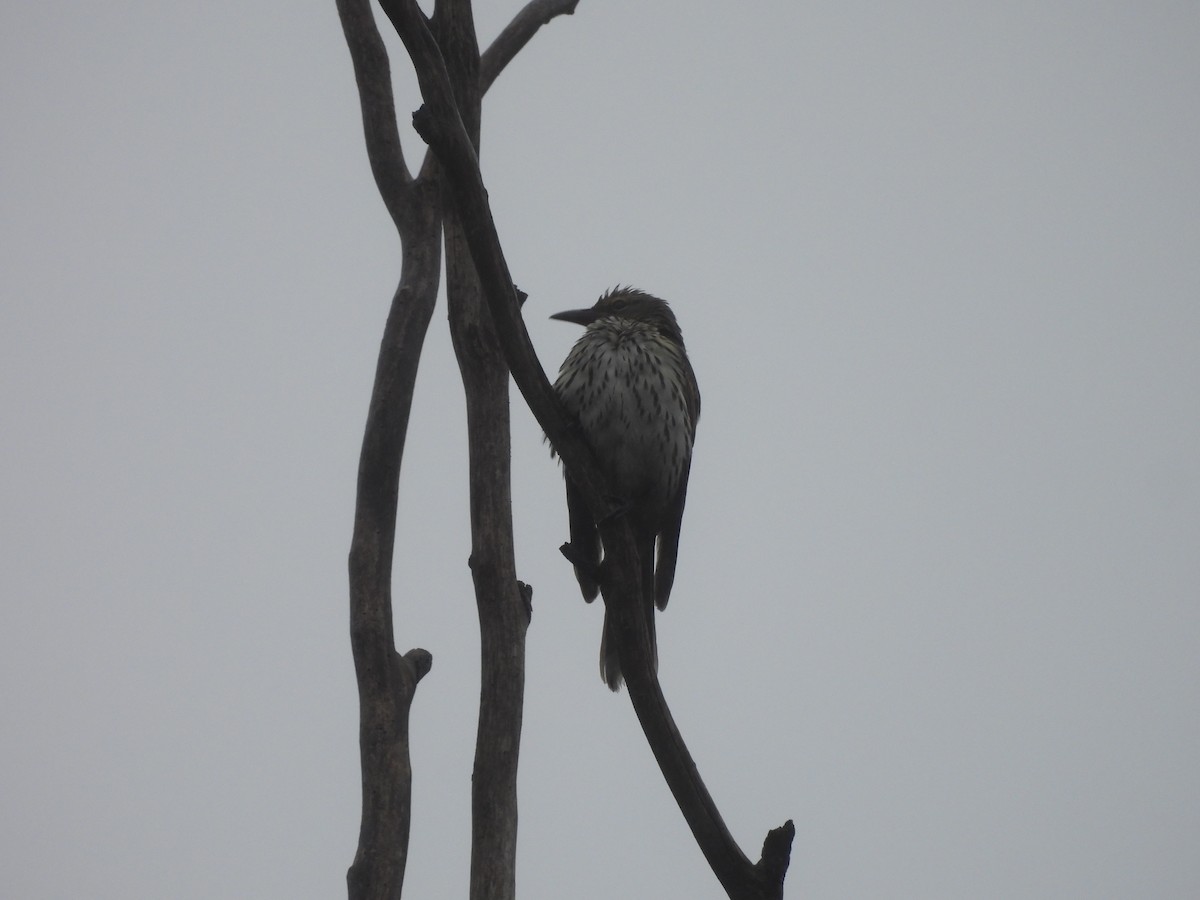 Olive-backed Oriole - Chanith Wijeratne