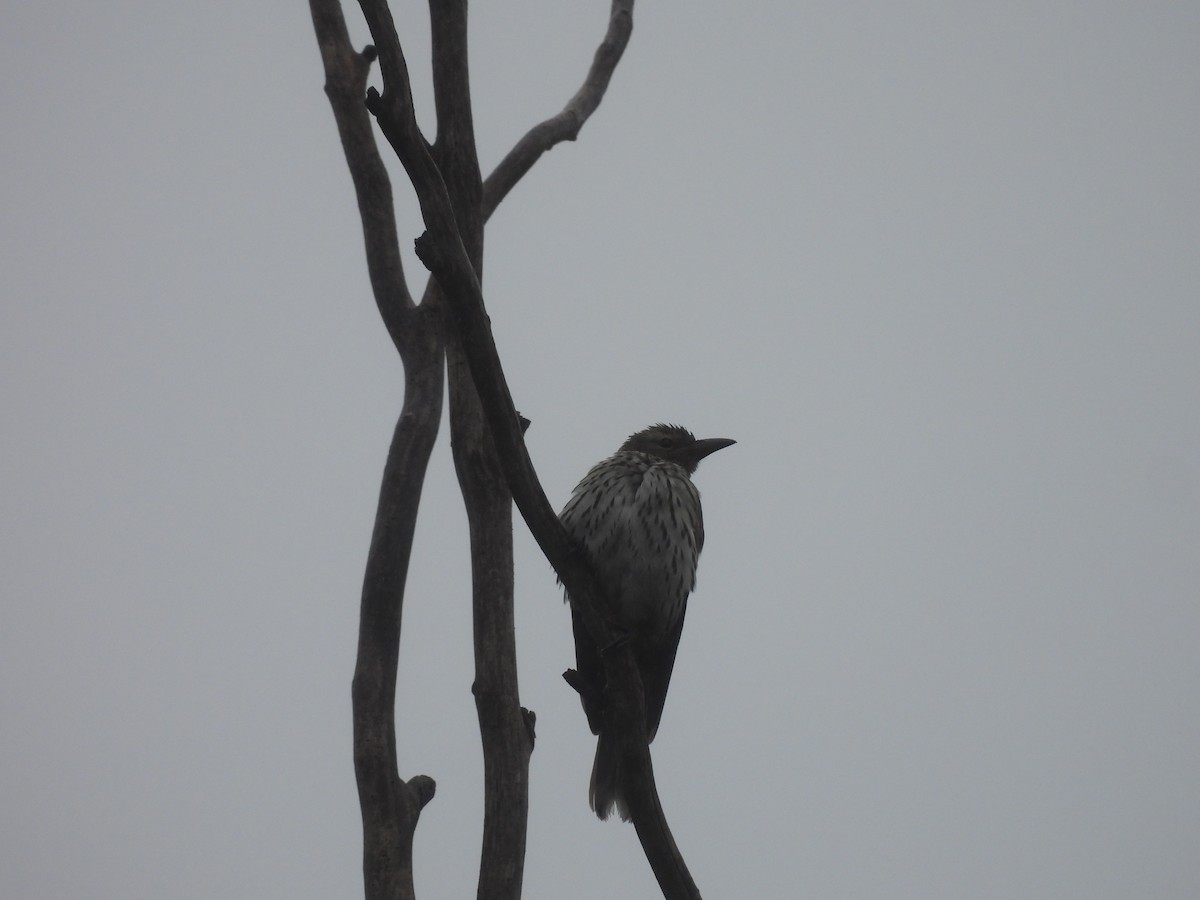 Olive-backed Oriole - Chanith Wijeratne