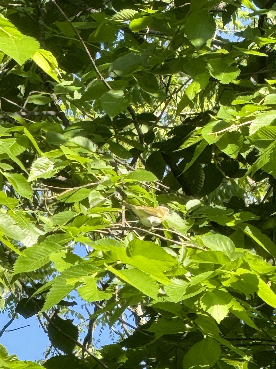 Red-eyed Vireo - David Peterson