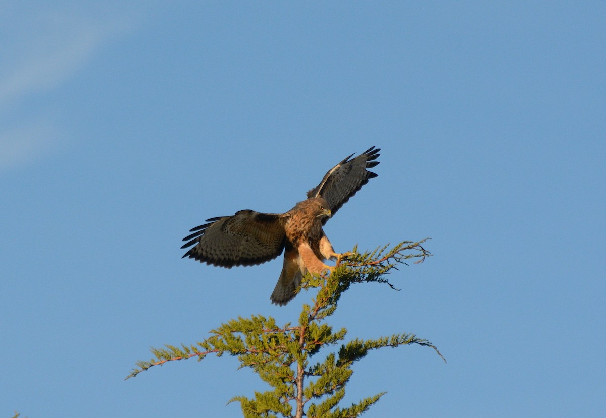 Rufous-tailed Hawk - Felipe de Groote Páez
