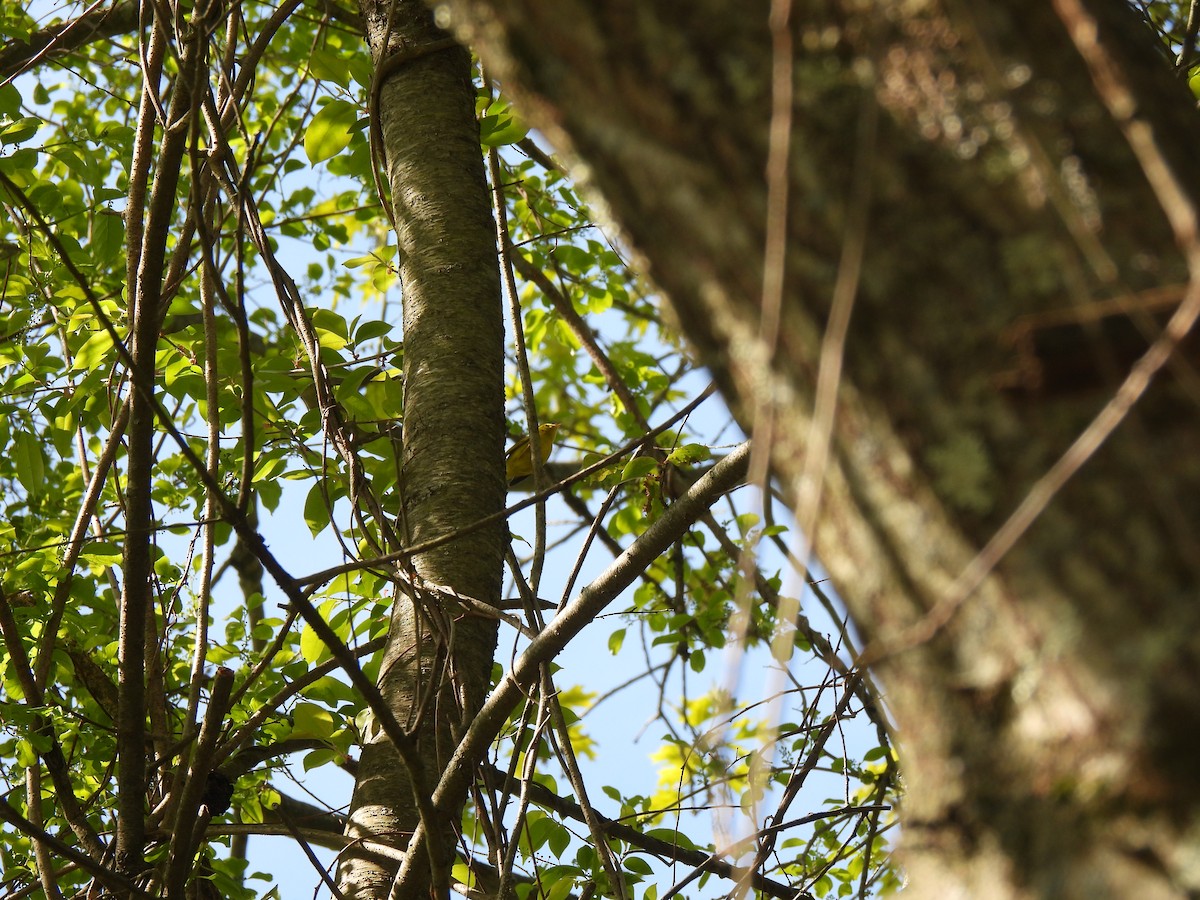 Wilson's Warbler - ML619376316