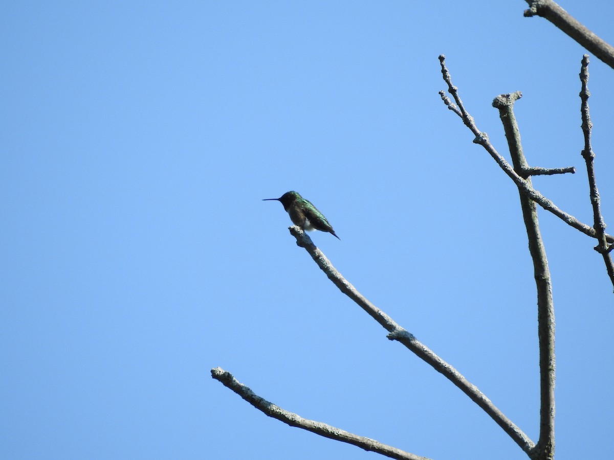 Ruby-throated Hummingbird - Joe Sudomir