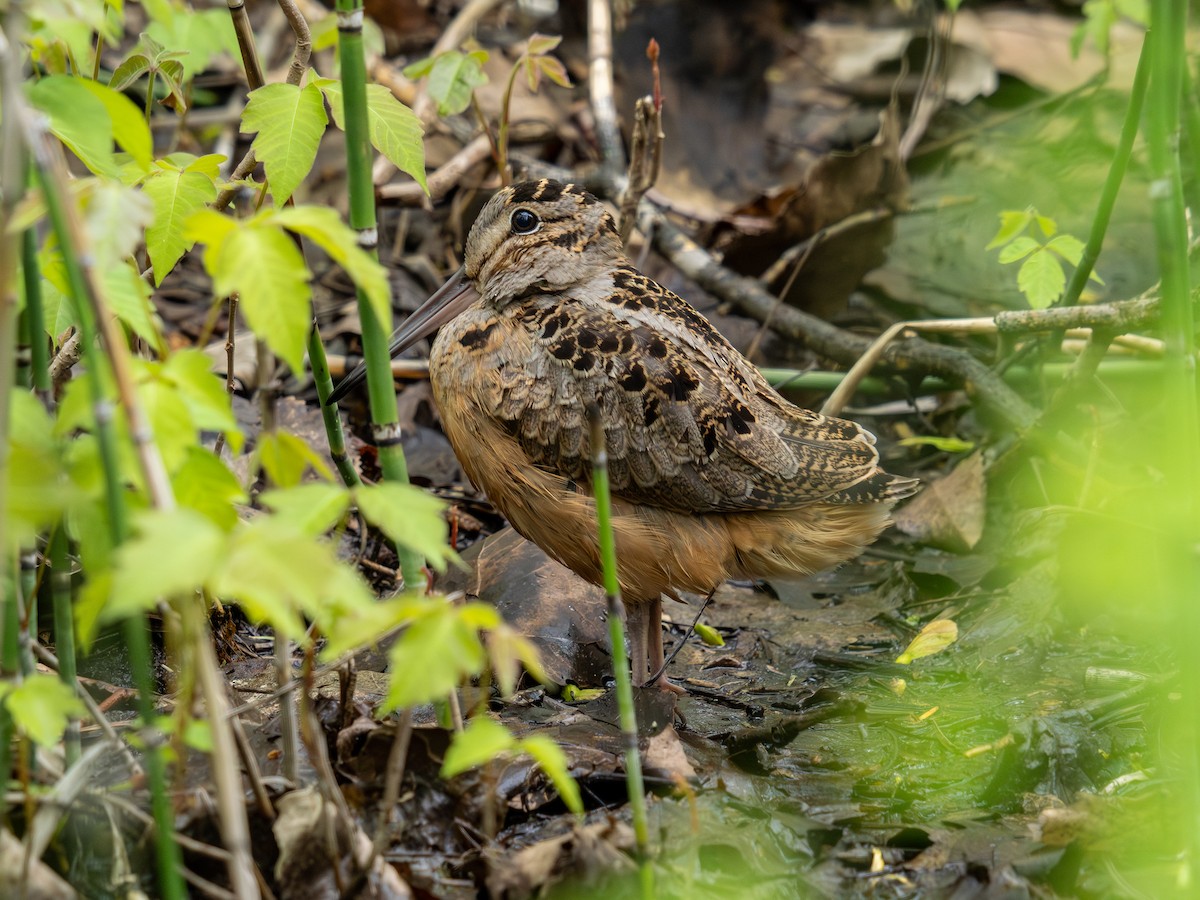 American Woodcock - ML619376323