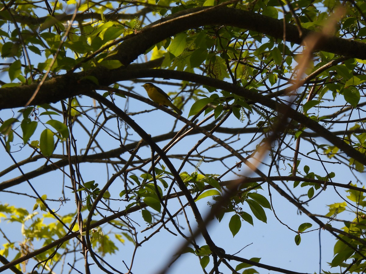 Wilson's Warbler - ML619376328