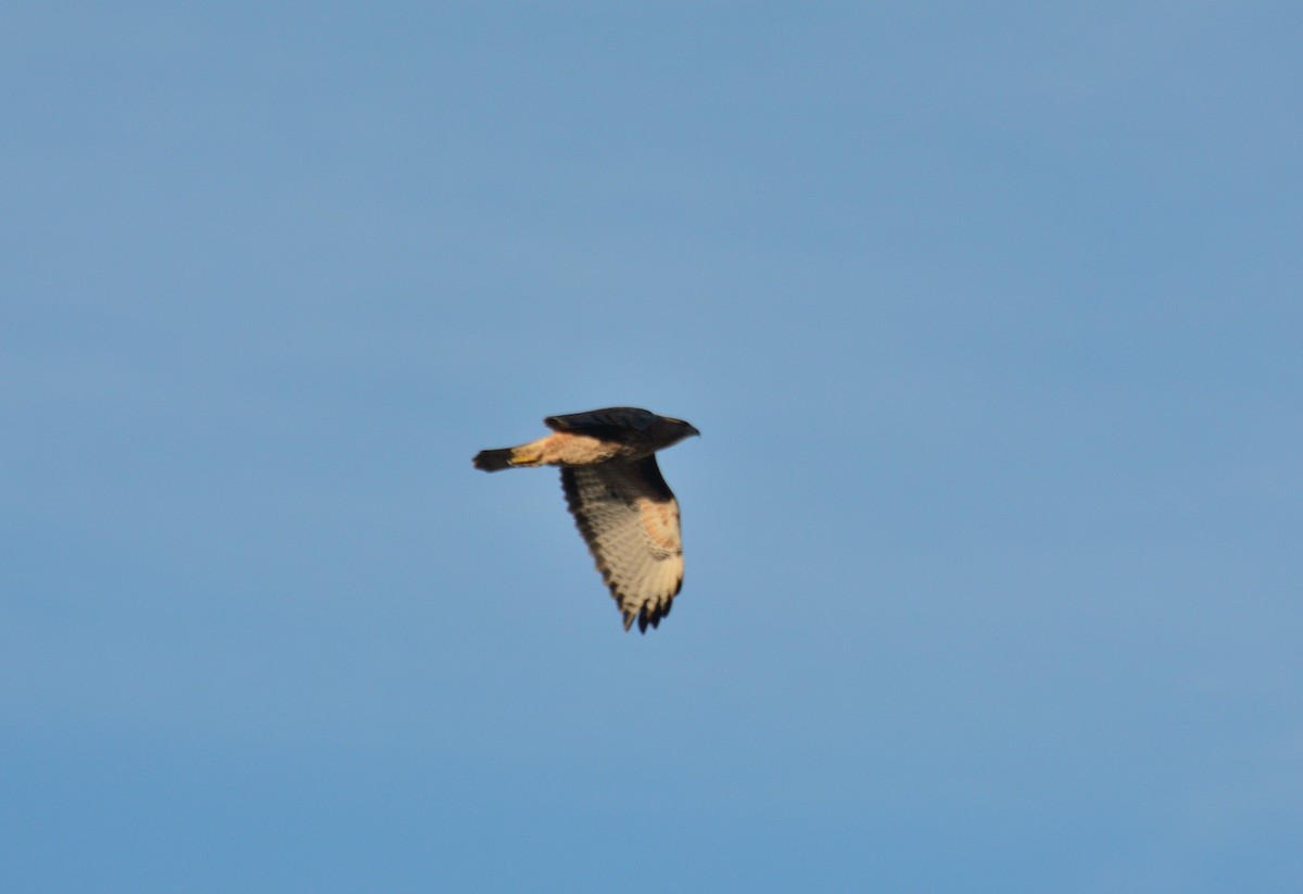 Rufous-tailed Hawk - ML619376330