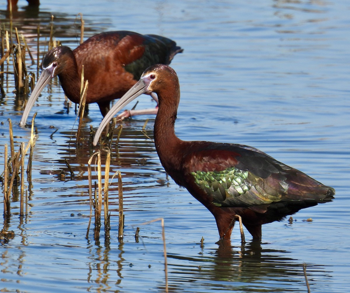 Glossy x White-faced Ibis (hybrid) - ML619376335