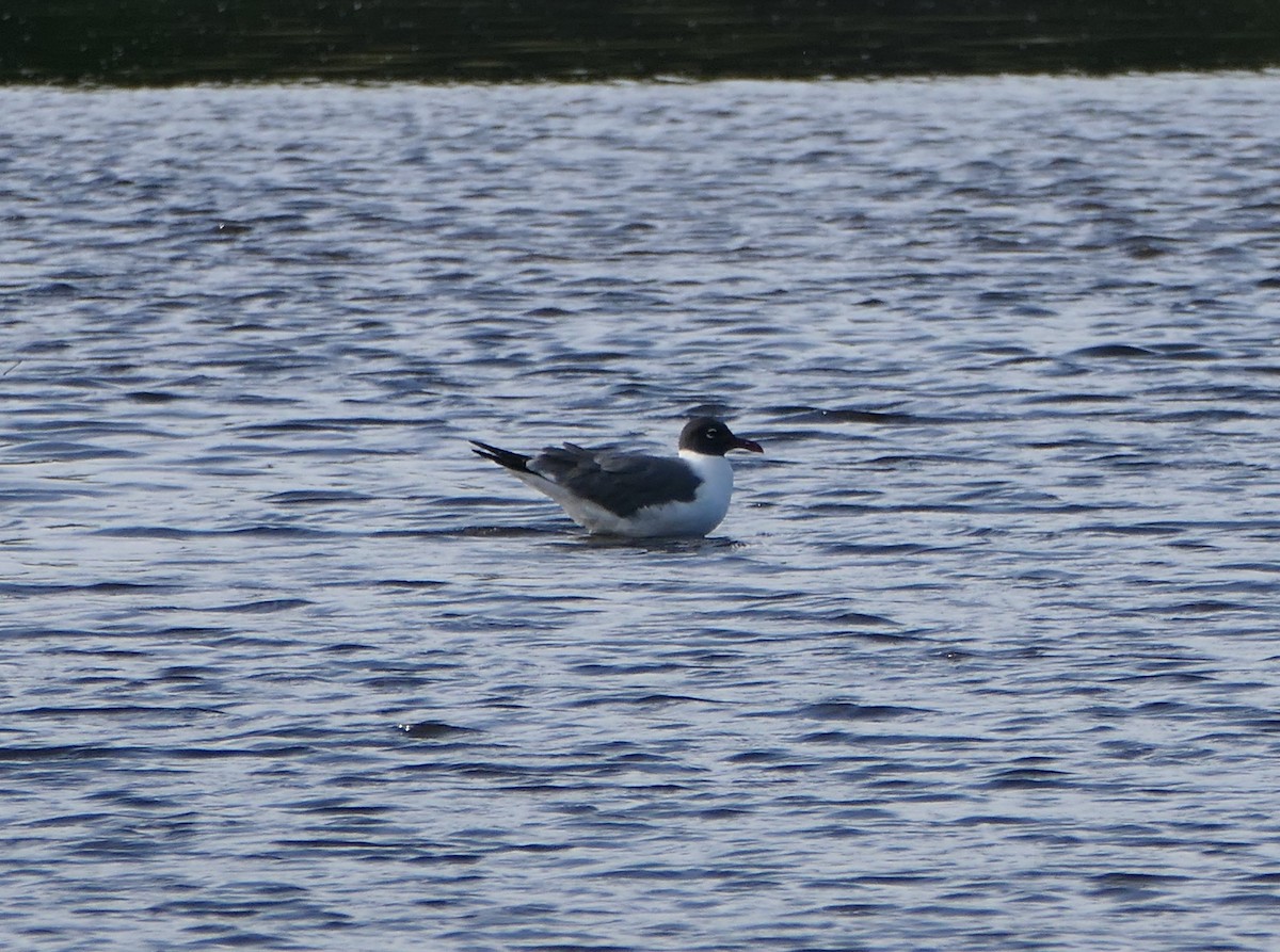 Laughing Gull - Curt Hofer