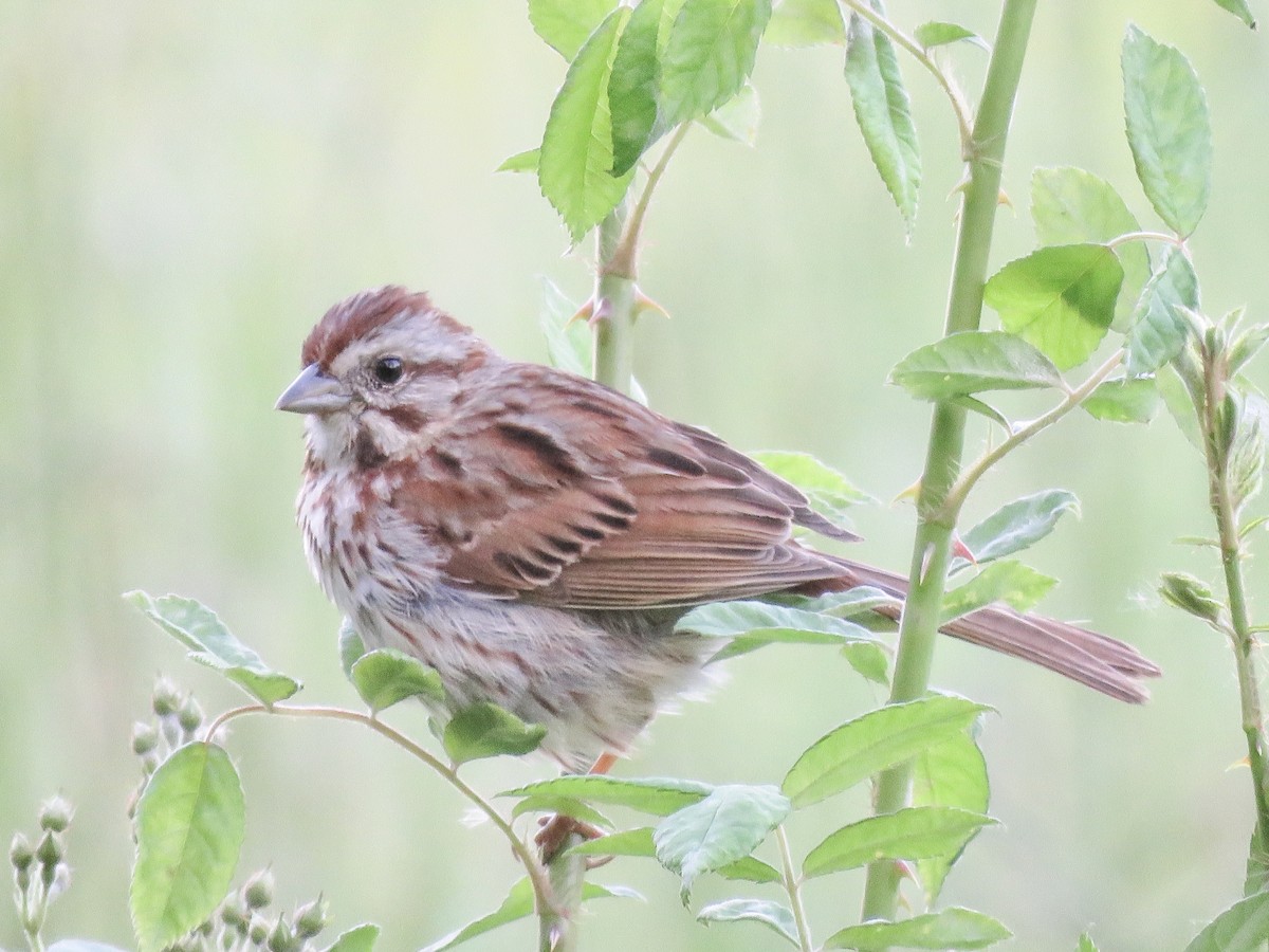 Song Sparrow - Lisa D