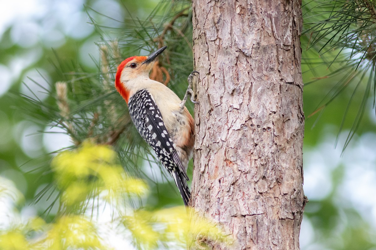 Red-bellied Woodpecker - Jesse Amesbury